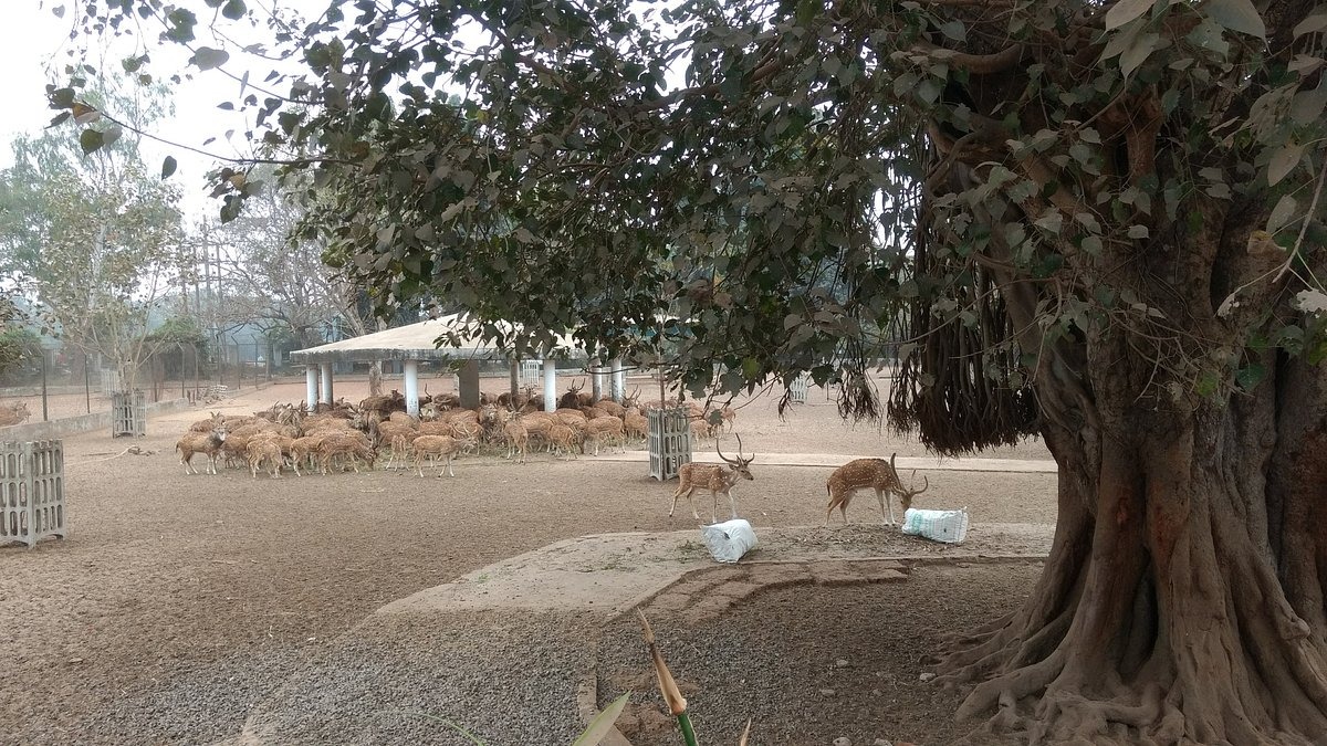 Deer Park
